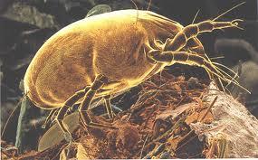 scary dust mite